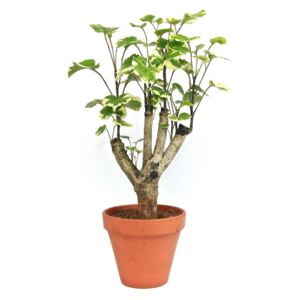 Polyscias mix, průměr 12 cm Stínovka