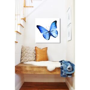 Obraz Modrý Motýl na zrcadle Mirrora 13 - 50x50 cm (Obrazy Mirrora)