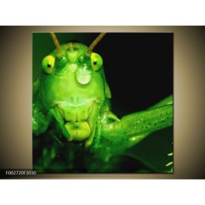 Obraz zelené kobylky (F002720F3030)