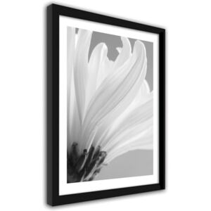 CARO Obraz v rámu - White Chrysanthemums 40x50 cm Černá