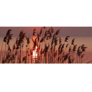 Panoramatické vliesové fototapety na zeď Rákos na jezeře | MP-2-0089 | 375x150 cm