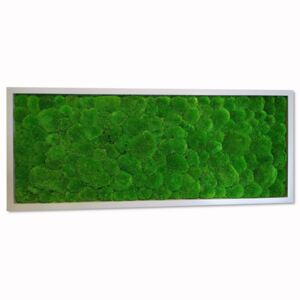 Mechdekor Obraz Kopečkový mech světle zelený – 136x56cm šedý tenký rám