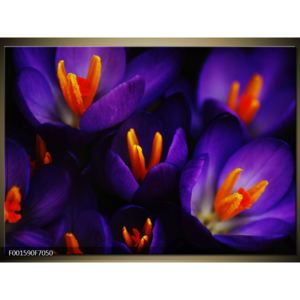 Obraz fialových květinek (F001590F7050)