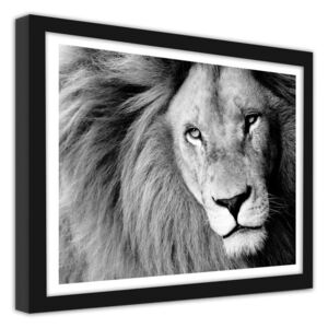 CARO Obraz v rámu - Lion 2 40x30 cm Černá