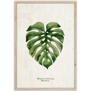 Obraz v rámu MONSTERA 50x70 cm Styler