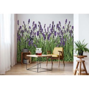 Fototapeta - Lavender I. Vliesová tapeta - 250x104 cm