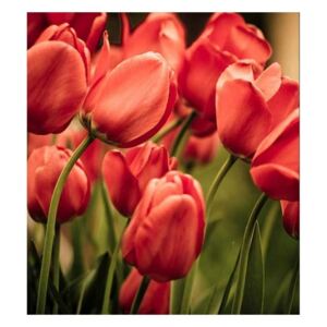 Vliesové fototapety na zeď Červené tulipány | MS-3-0128 | 225x250 cm