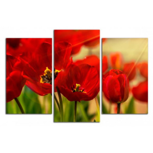 Červené tulipány C1066CO