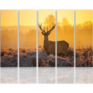 CARO Obraz na plátně - Deer At Sunset 2 100x70 cm