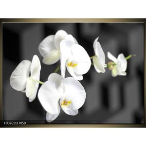 Obraz bílé orchideje (F002611F7050)