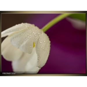 Obraz orosené květiny (F002960F7050)
