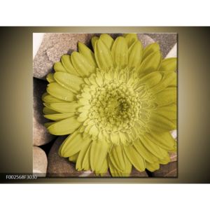 Obraz žlutého květu na kamení (F002568F3030)