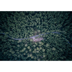 Fototapeta, Tapeta Road Through The Forest, (368 x 254 cm)