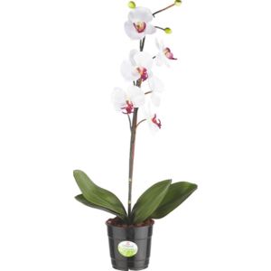 UMĚLÁ ROSTLINA, orchidej - 003091024102