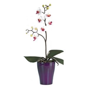 UMĚLÁ ROSTLINA, orchidej - 0030910393