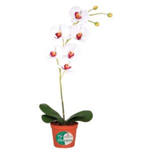 UMĚLÁ ROSTLINA, orchidej - 0030910241