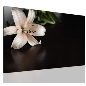 InSmile ® Černá lilie Velikost: 90x60 cm