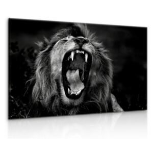 InSmile ® Obraz černobílý královský lev Velikost: 90x60 cm