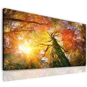 InSmile ® Obraz lesní velikán Velikost: 90x60 cm