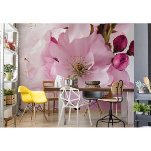 Fototapeta - Flowers Cherry Blossom Pink Vliesová tapeta - 250x104 cm