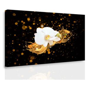 InSmile ® Obraz na plátně - bílá orchidej Velikost: 90x60 cm