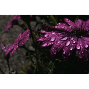 InSmile ® Obraz - fialový déšť Velikost: 90x60 cm