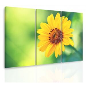 InSmile ® Vícedílný obraz - Žlutý květ Velikost: 90x60 cm