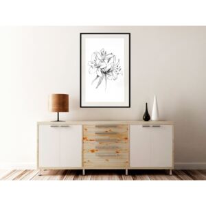 Plakát - Skica lilií - Sketch of Lillies 20x30 Černý rám s passe-partout