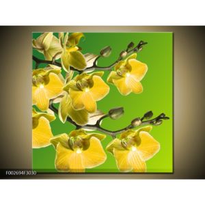 Obraz žlutých květin (F002694F3030)
