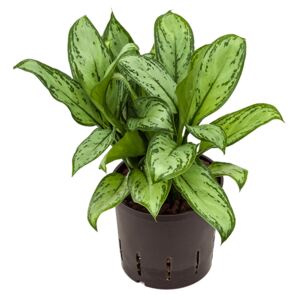 Gardners.cz Aglaonema Maria Christina, průměr 12 cm - hydroponie Aglaonema, spící panna
