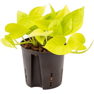 Gardners.cz Epipremnum Neon (Golden Potos), průměr 12 cm - hydroponie Šplhavník