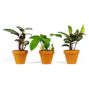 Gardners.cz Set 3 ks rostlin Calathea mix, průměr 6-7 cm