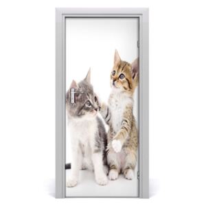 Samolepící fototapeta na dveře Dvě malé kočky