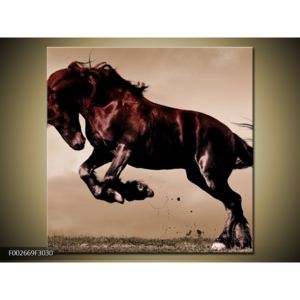 Obraz divokého koně (F002669F3030)