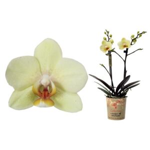 Phalaenopsis mf. yellow - ø12cm