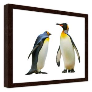 CARO Obraz v rámu - Penguins 80x60 cm Hnědá