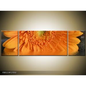 Obraz oranžové květiny (F001224F17050)