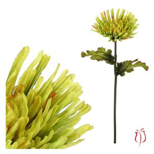 Chryzantéma jednohlavá, barva zelená. KU4340