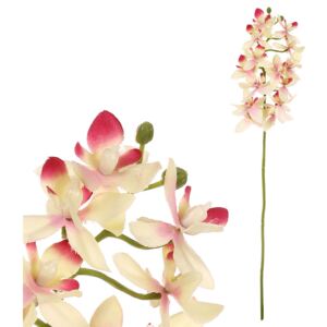 Orchidea drobnokvětá, žluto-růžová barva. UKK313-PINK
