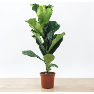 Fíkus lyrový - 95cm | ø21cm