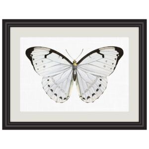 Obrázek bílý motýl A5 (148 x 210 mm): A5