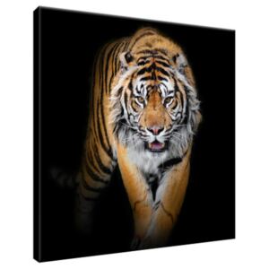 Obraz na plátně Silný tygr 30x30cm 2358A_1AI