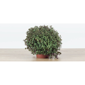 Callisia Turtle - 20cm | ø10,5cm