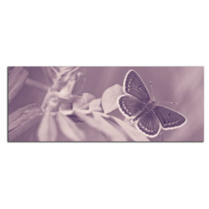 Motýl C4368AP