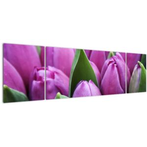 Obraz - květy tulipánů (V020194V17050)