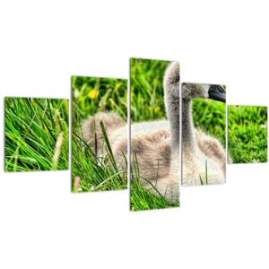 Obraz - malá labuť v trávě (V020585V12570)