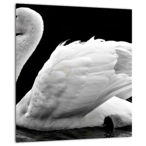 Obraz černobílé labutě (V020586V3030)