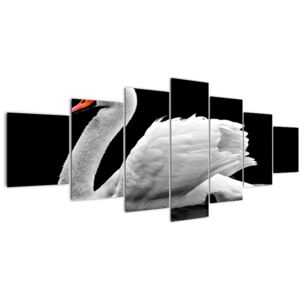 Obraz černobílé labutě (V020586V210100)
