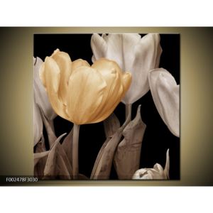 Obraz tulipánů - béžová černobíla (F002478F3030)