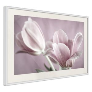 Bimago Zarámovaný obraz - Pastel Tulips I Bílý rám s paspartou 60x40 cm